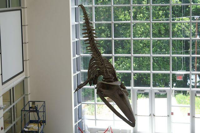 Virginia Museum of Natural History