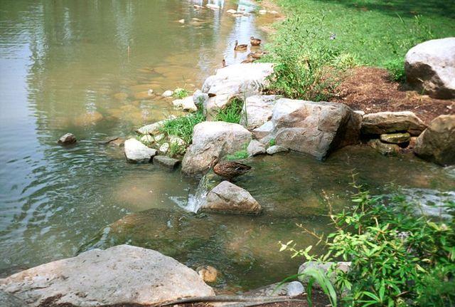 Duck on a waterfall