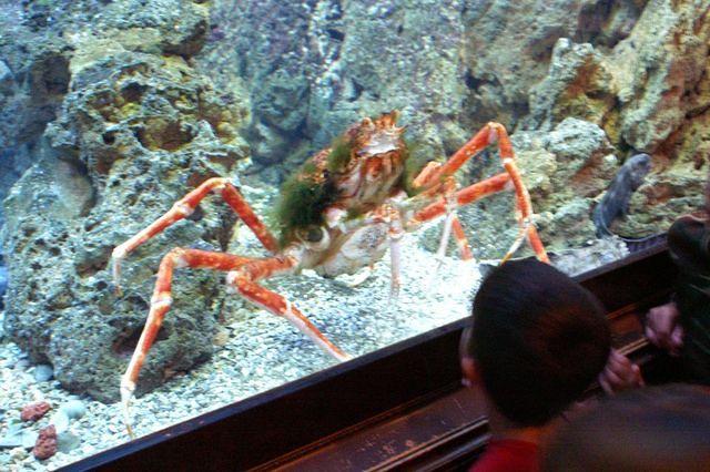 Robert's Favorite - the Spider Crab