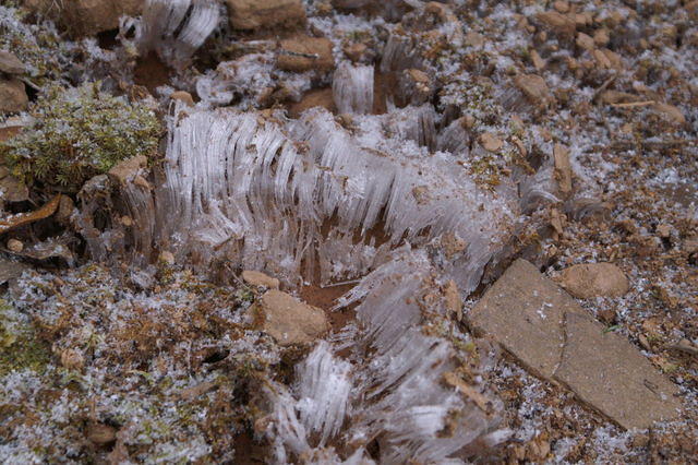 Not sure what these are called, but they are so beautiful