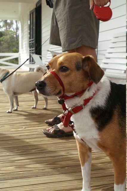 Snoopy hates her gentle leader.