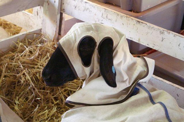 Here's a member of the KKS (Ku Klux Sheep)