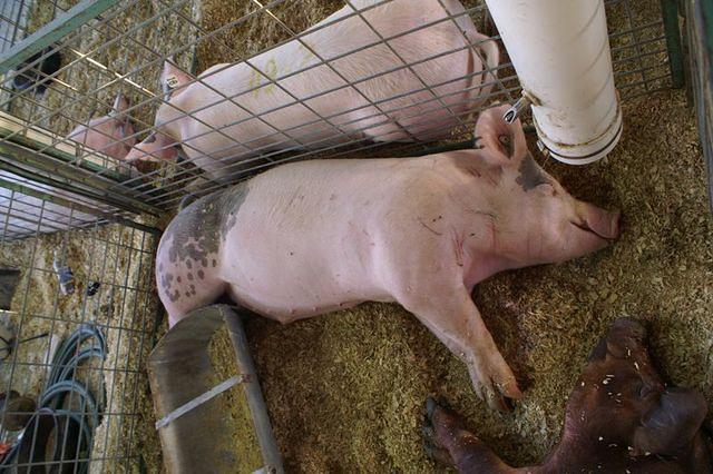 This one must have "pigged out". Notice the green fencing - my grandfather made them. That was his trademark color.