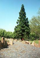 ACGG2008-16.jpg